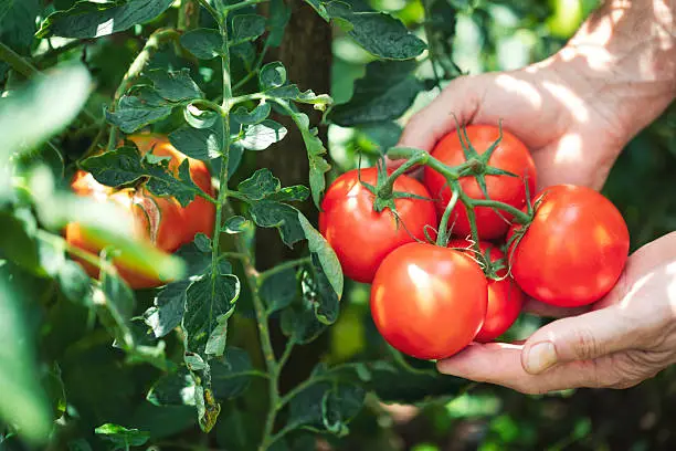 How to Grow Tomatoes in Pots: A Simple Guide for Beginners